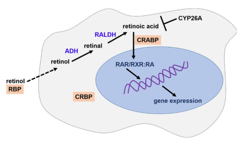 Retinoids-blog-2