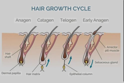 hair-growth